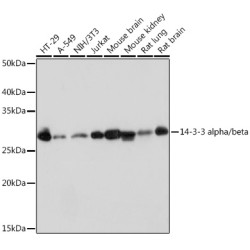 14-3-3 alpha/beta Rabbit mAb