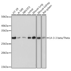 14-3-3 beta/zeta Rabbit mAb