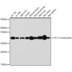 14-3-3-beta/zeta Rabbit mAb