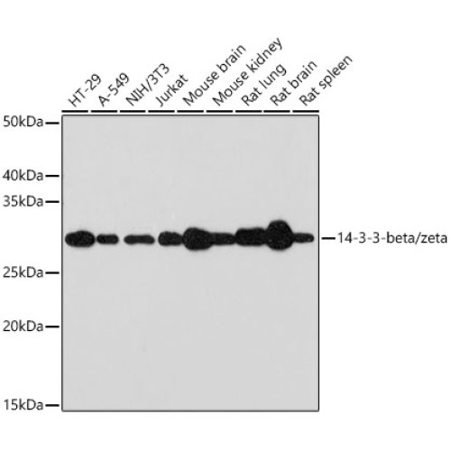 14-3-3-beta/zeta Rabbit mAb
