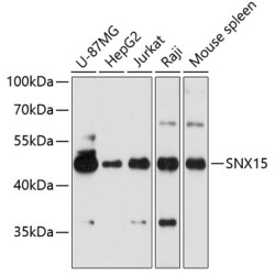 SNX15 Rabbit pAb