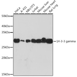 14-3-3 gamma Rabbit mAb
