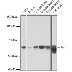 Fyn Rabbit mAb