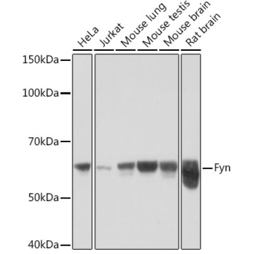 Fyn Rabbit mAb