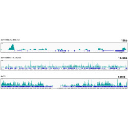 HMGB2 Rabbit mAb