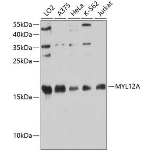 MYL12A Rabbit pAb