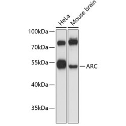 ARC Rabbit pAb