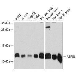 ATP5L Rabbit pAb