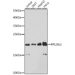 RPL26L1 Rabbit pAb