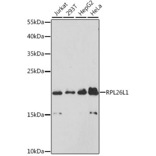 RPL26L1 Rabbit pAb