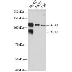 FGFR4 Rabbit mAb