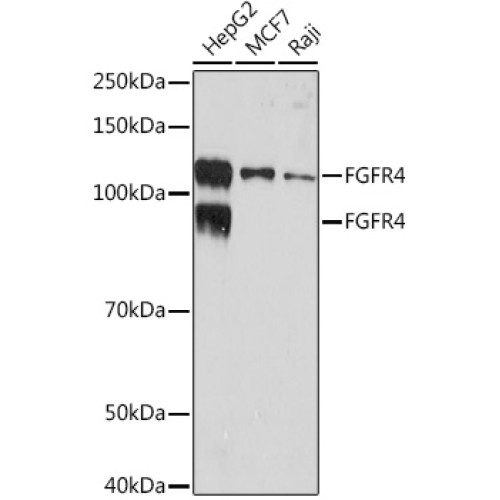 FGFR4 Rabbit mAb