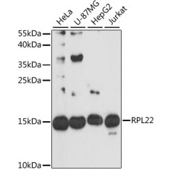 [KO Validated] RPL22 Rabbit pAb