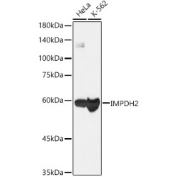 [KO Validated] IMPDH2 Rabbit mAb