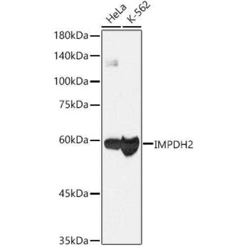 [KO Validated] IMPDH2 Rabbit mAb