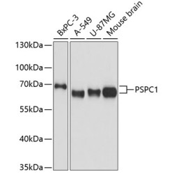 PSPC1 Rabbit pAb