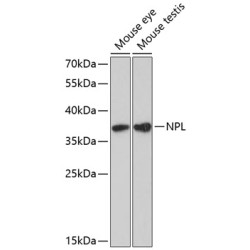 NPL Rabbit pAb