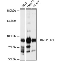 RAB11FIP1 Rabbit pAb