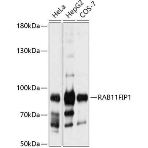 RAB11FIP1 Rabbit pAb