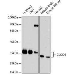 GLOD4 Rabbit pAb