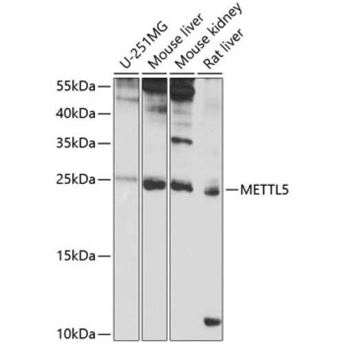 METTL5 Rabbit pAb