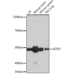 SETD7 Rabbit mAb