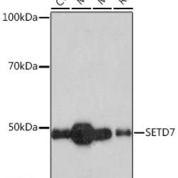 SETD7 Rabbit mAb