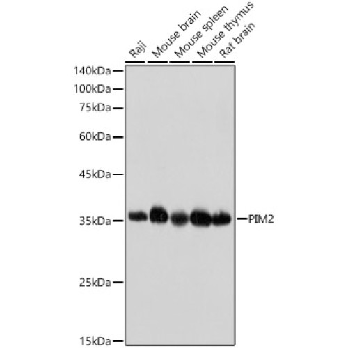 PIM2 Rabbit mAb