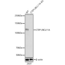 [KO Validated] CTIP1/BCL11A Rabbit mAb