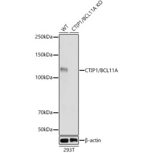 [KO Validated] CTIP1/BCL11A Rabbit mAb