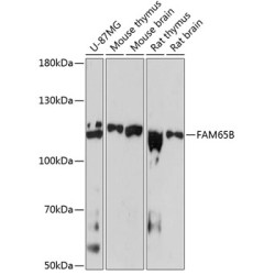 FAM65B Rabbit pAb