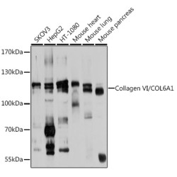 Collagen VI/COL6A1 Rabbit pAb