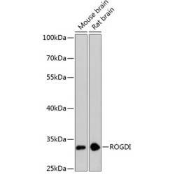 ROGDI Rabbit pAb
