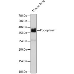 Podoplanin Rabbit mAb