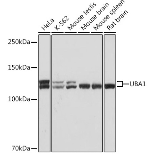 UBA1 Rabbit mAb
