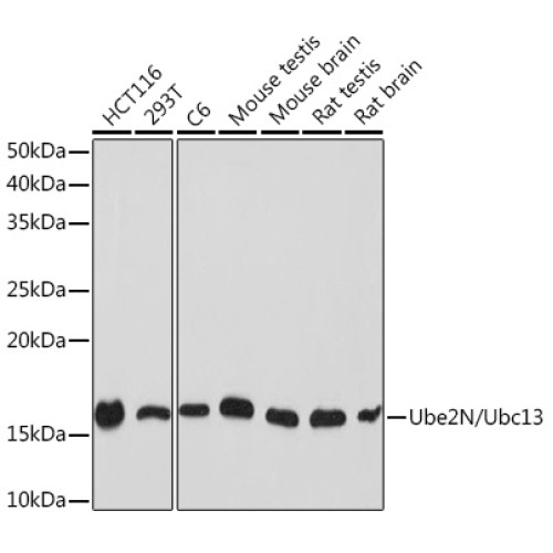 Ube2N/Ubc13 Rabbit mAb