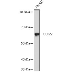 USP22 Rabbit mAb