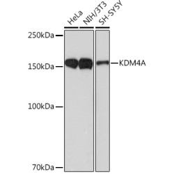 KDM4A Rabbit mAb