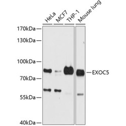 EXOC5 Rabbit pAb
