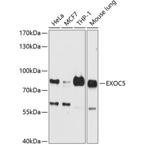 EXOC5 Rabbit pAb