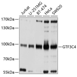 GTF3C4 Rabbit pAb