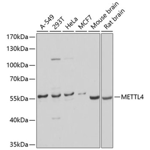 METTL4 Rabbit pAb