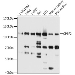 CPSF2 Rabbit pAb
