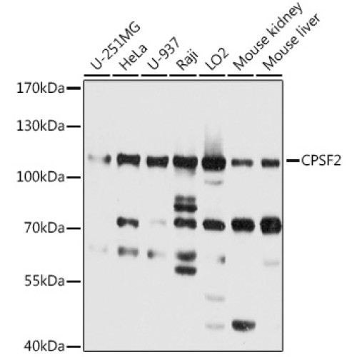 CPSF2 Rabbit pAb