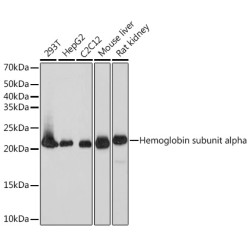 DHFR Rabbit mAb