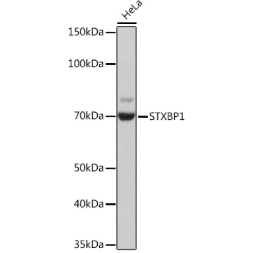 STXBP1 Rabbit mAb