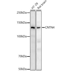 CNTN4 Rabbit mAb