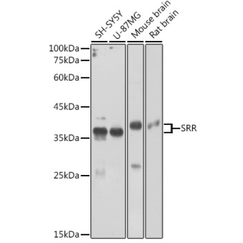 SRR Rabbit pAb