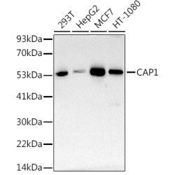CAP1 Rabbit mAb
