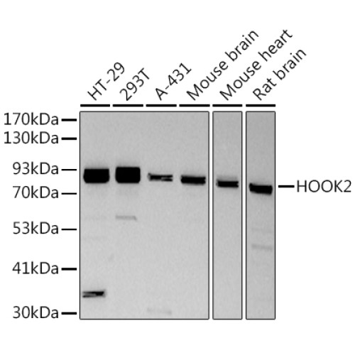 HOOK2 Rabbit mAb